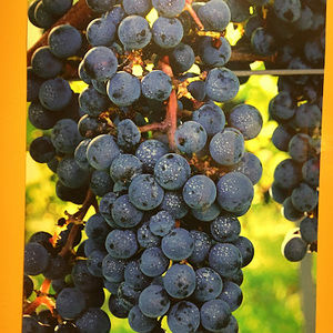 Meet your Posher, Diego